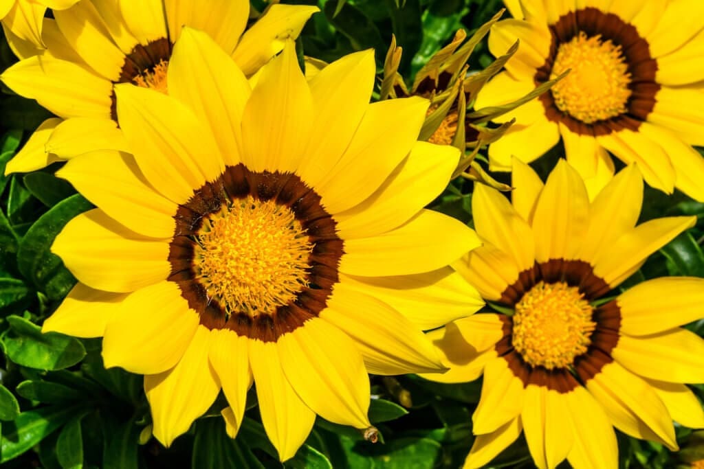 Help Your Yard Survive Drought Conditions