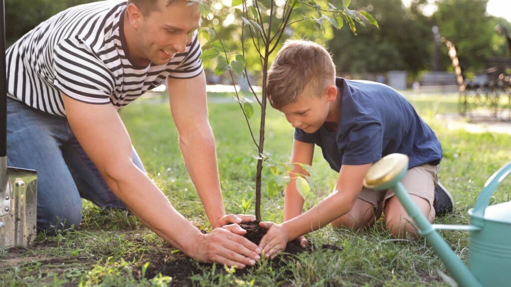 Grow Grass Under Trees
