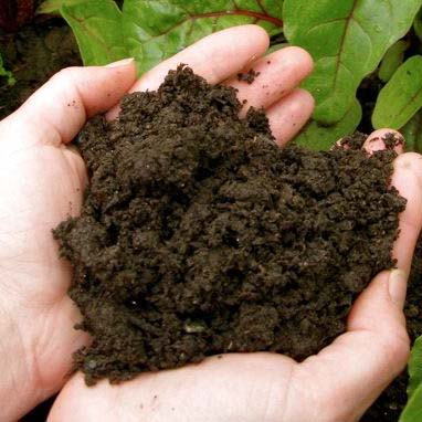 dirt