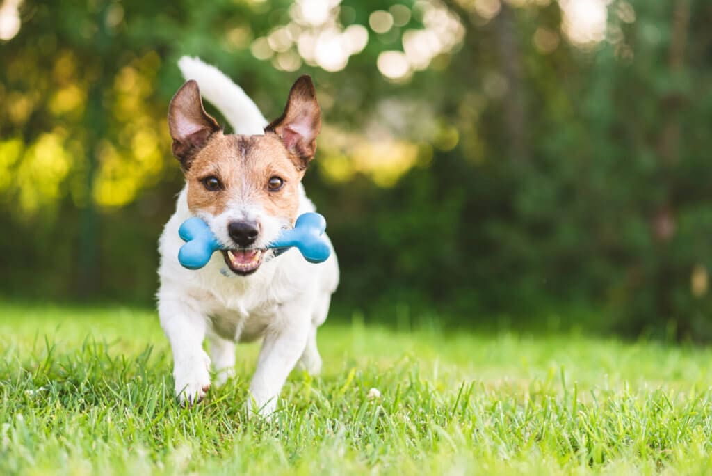 Dog-Friendly Landscaping